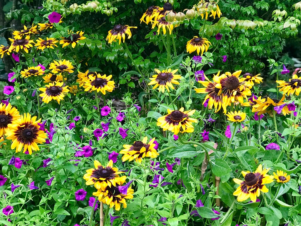 Malverleys Garden