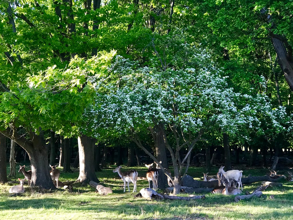Deer on evening walk in Richmond Park
